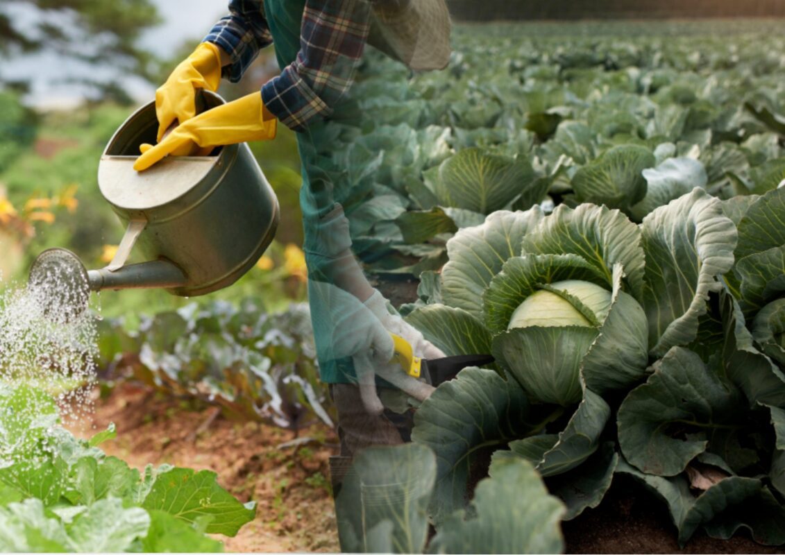 Як поливати капусту в спеку та під час дощів