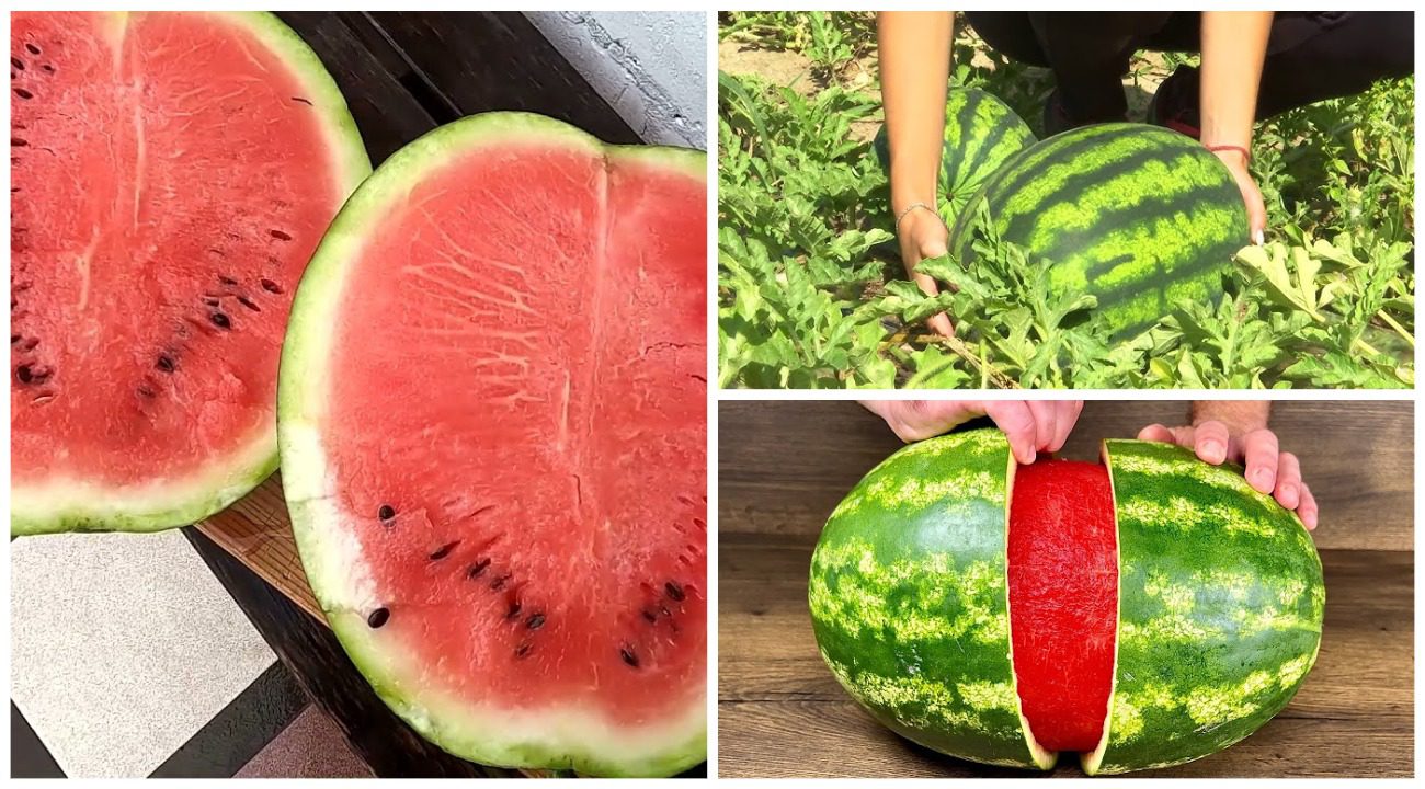 Агрономи розповіли, який простий засіб збільшить солодкість кавунів удвічі