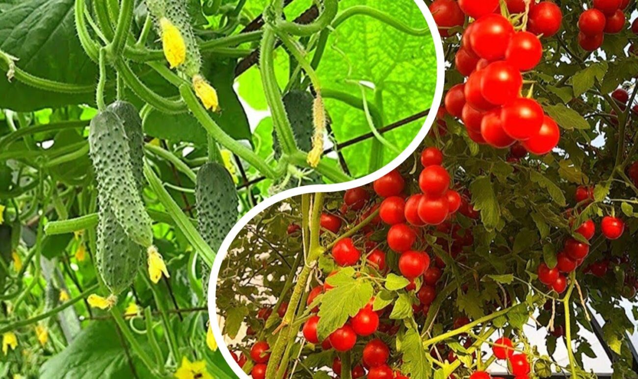 Експерти розповіли, що посадити між огірками та помідорами для великого урожаю