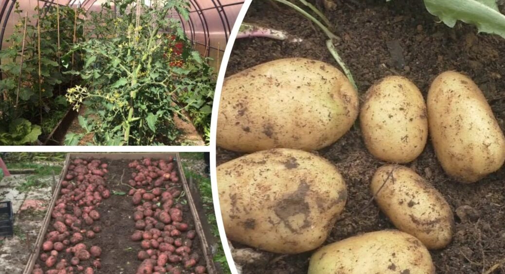 На Житомирщині між кущами картоплі просто саджають це: тому і збирають втричі більше урожаю 