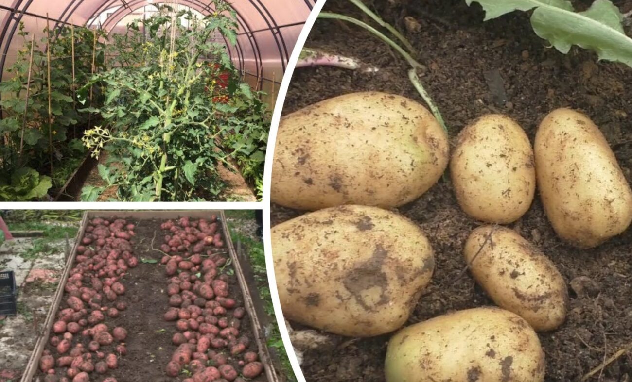 Агроном розповів, як не зіпсувати урожай картоплі