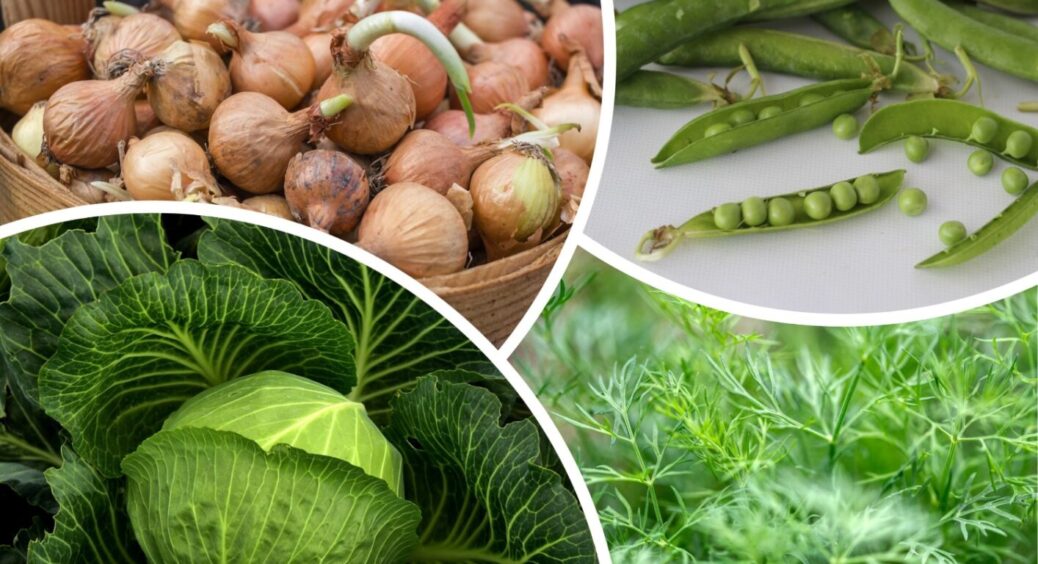 Хочете мати найкращий врожай “на селі”? Посадіть між кущами огірків одну з цих 5 рослин 