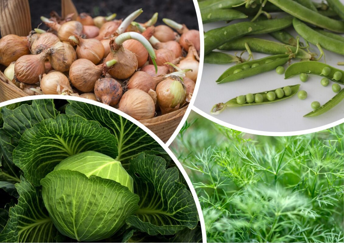 Агрономи розповіли, які рослини можна саджати поряд із огірками