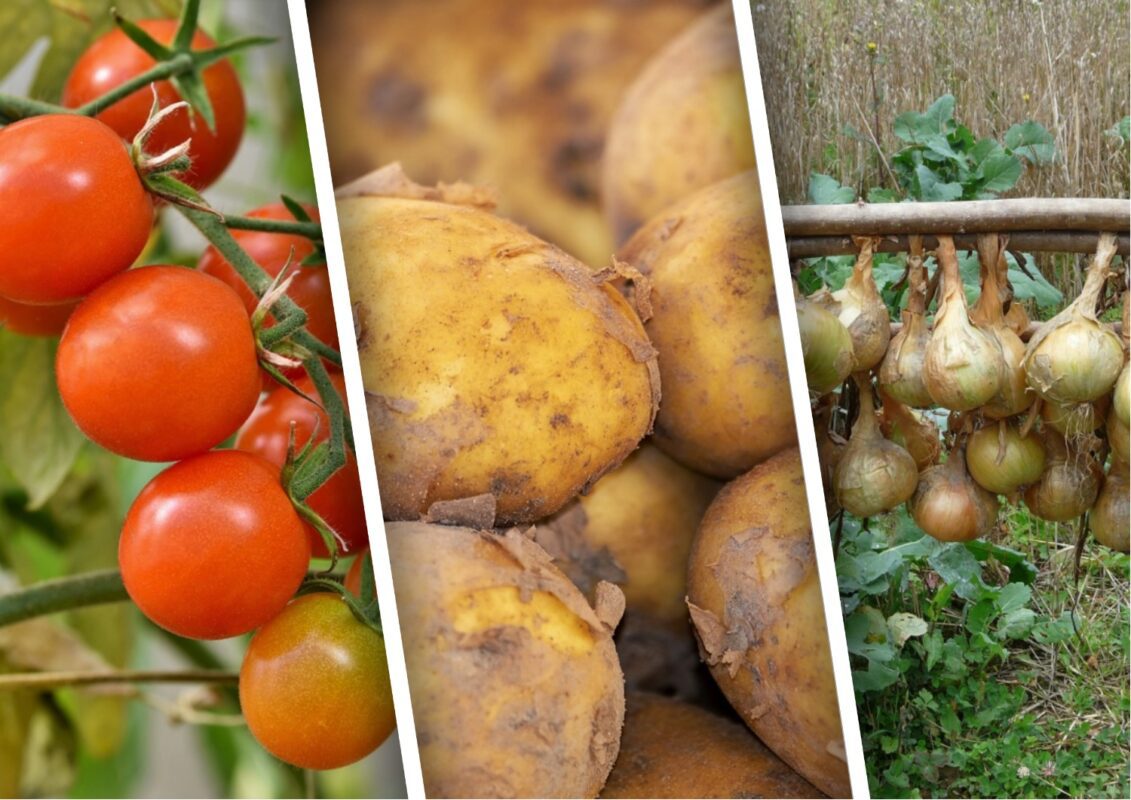 Які овочеві культури вирощують на грядках в Молдові