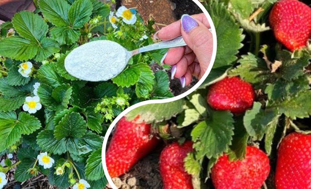 Садівник розповів, чим підживити полуницю зараз