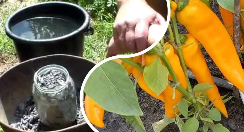 Зола: повний посібник з використання для перців – від підживлення до боротьби з паразитами 