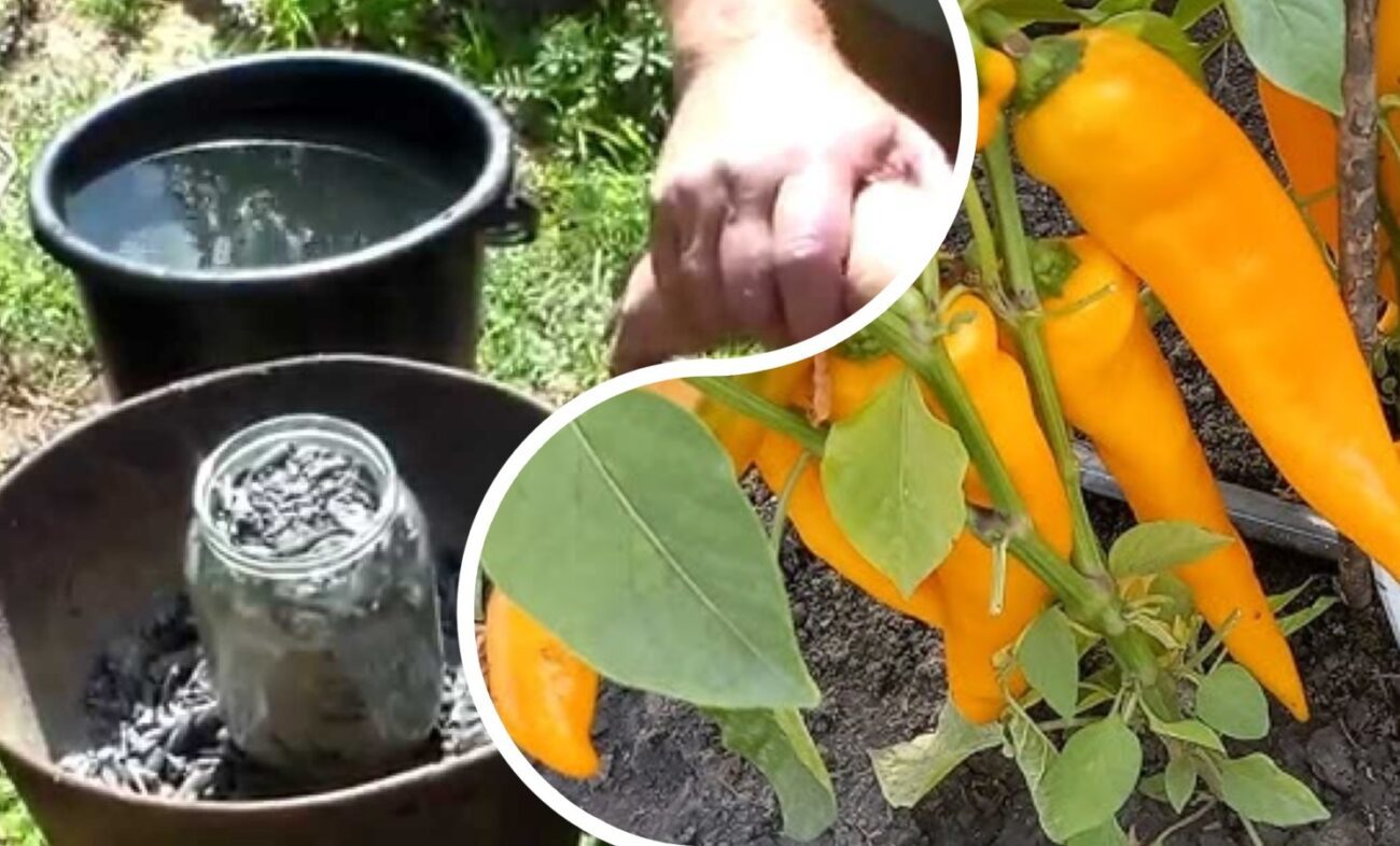 Городники розповіли, як за допомогою золи збільшити урожайність вдвічі