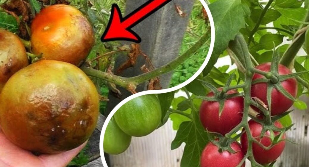 Фітофтора у 2025 році безжальна: як побороти головного ворога помідорів на грядці 