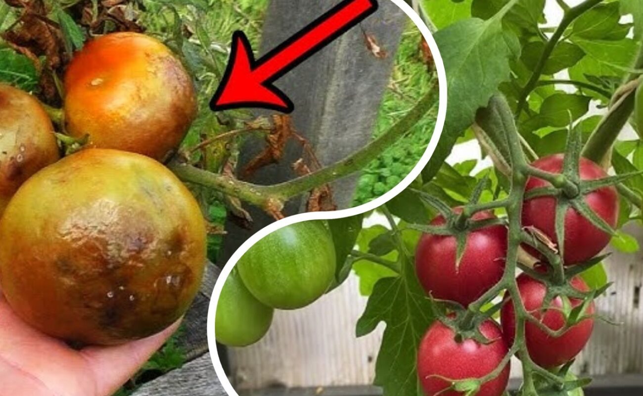 Агрономи назвали простий спосіб позбутися фітофтори в домашніх умовах