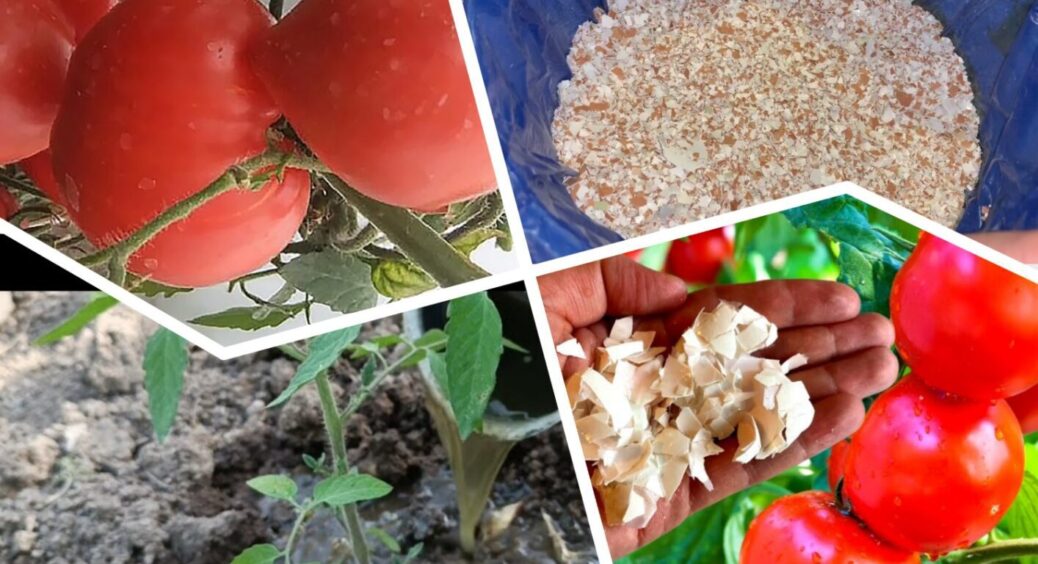 Щоб помідори не “репались”, завчасно полийте кущі цим розчином: хіт 2025 року 