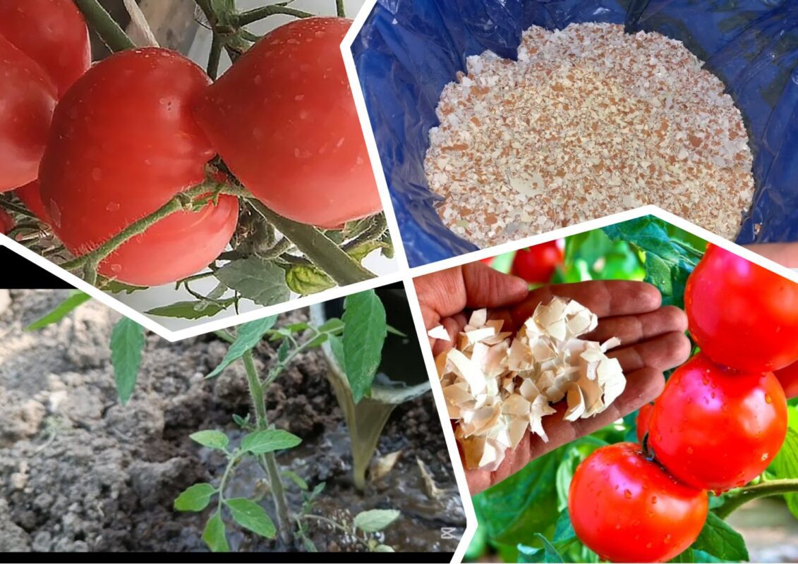 Чим полити помідори на грядці, щоб вони не тріскалися