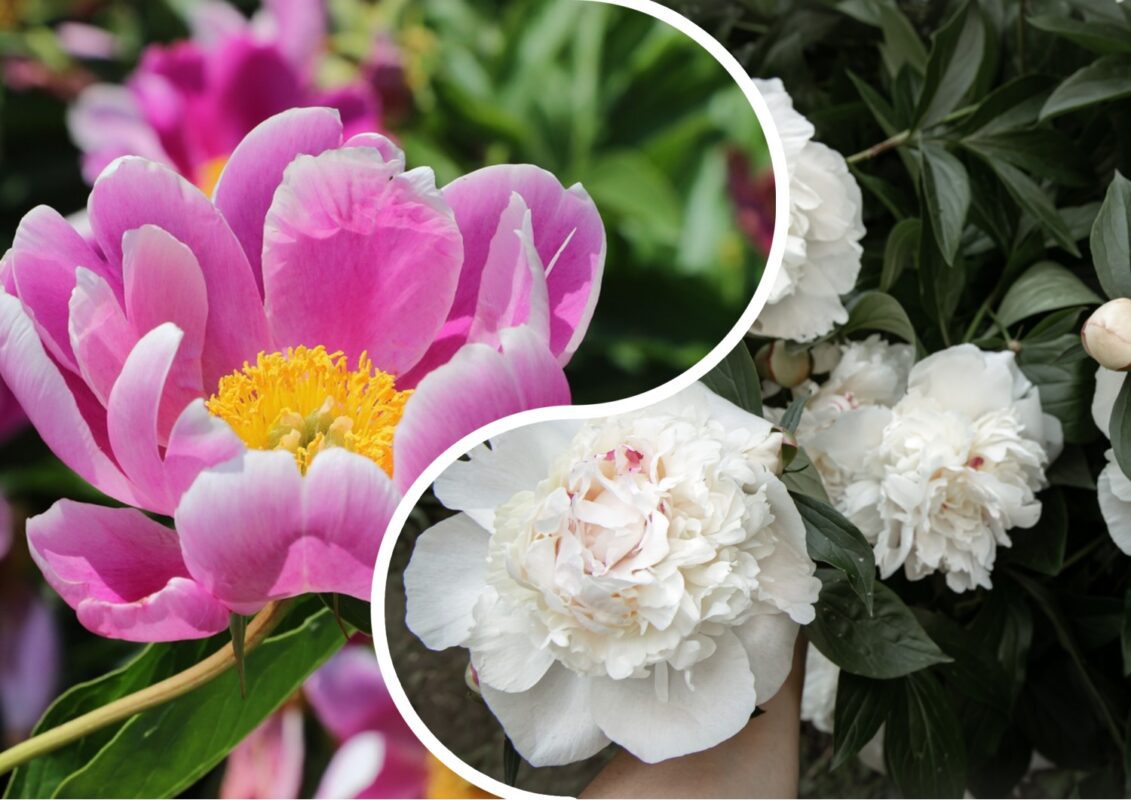 Лайфхаки по догляду за півоніями, які відцвіли