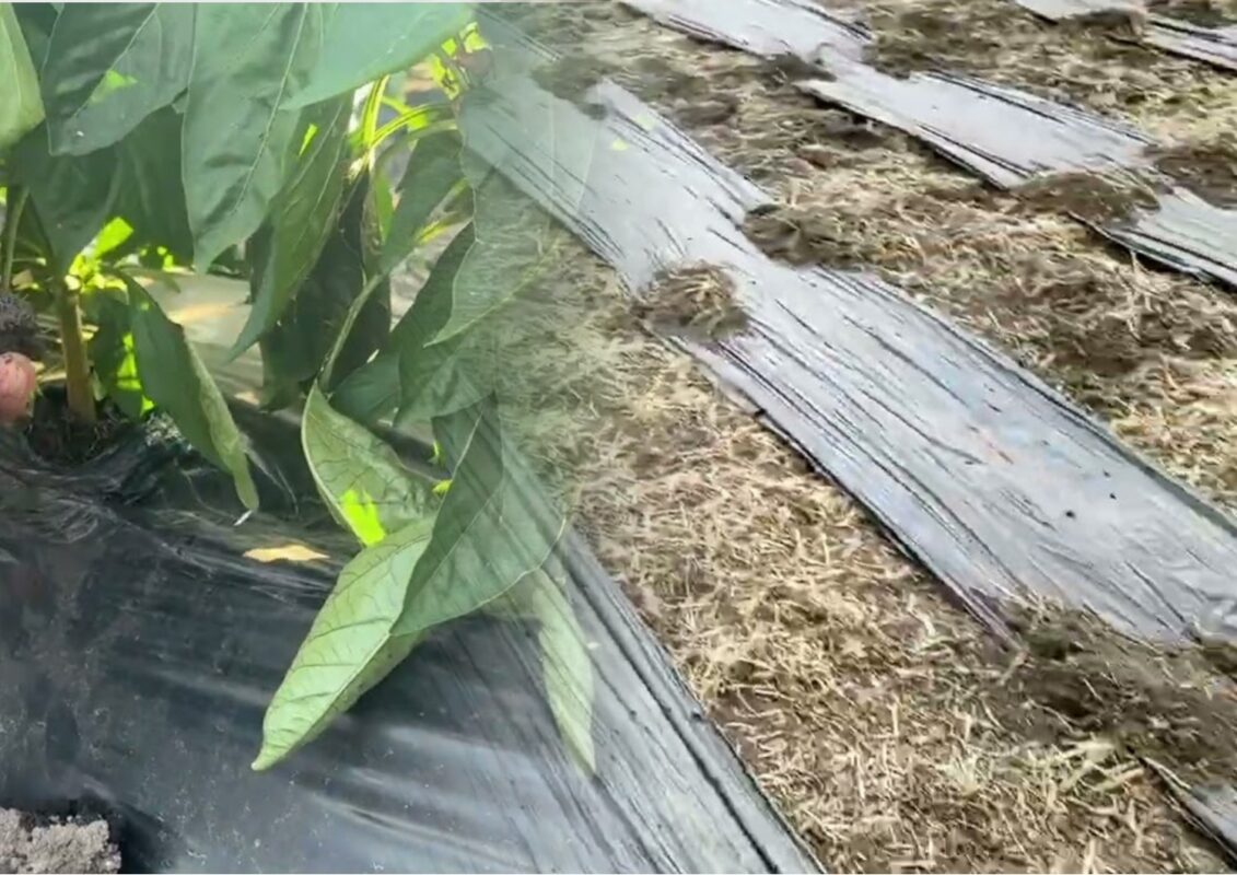 Прийом, який збільшить врожайність томатів вдвічі