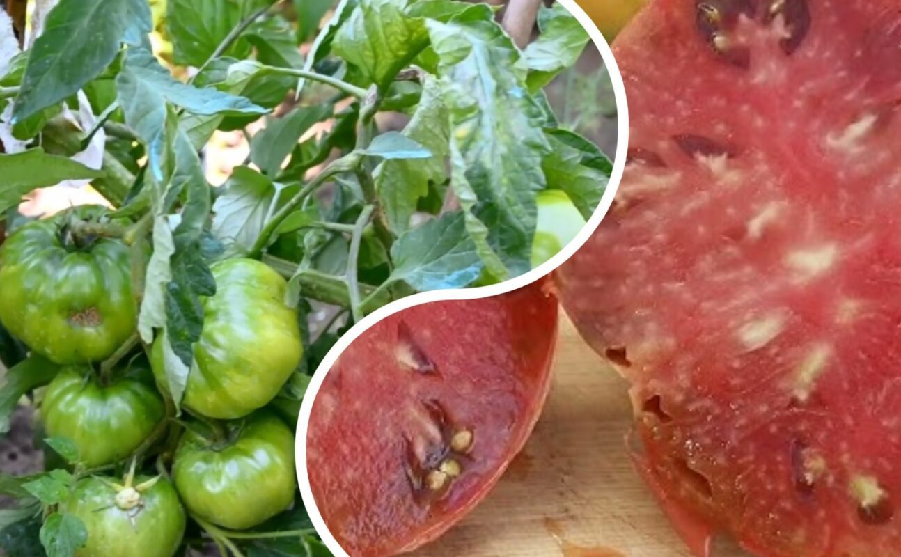 Експерти назвали сорт помідорів, який плодоносить по 8 кг з куща