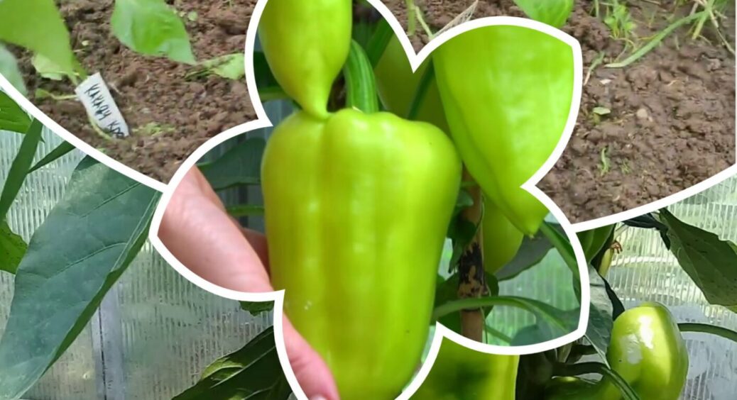 Ці перці такі смачні! Не те, що ви купуєте на ринку – смак кращий, ніж у херсонських 