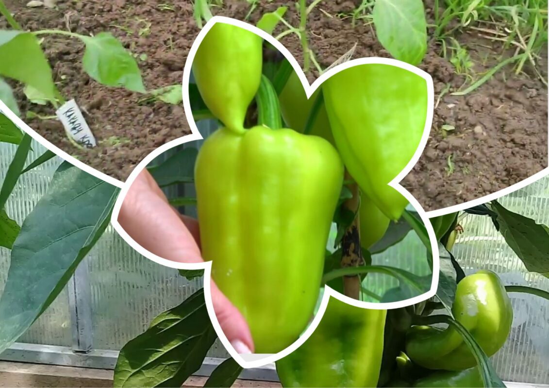 Агроном розповів, чим підживити перці у липні 2025