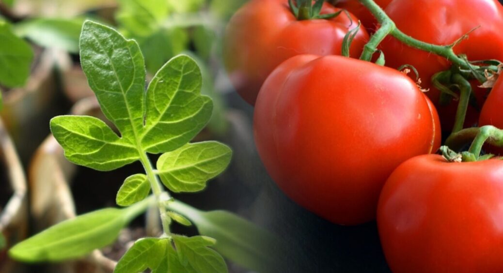 1 полив — а томати в кінці серпня досі пруть, як скажені: робити так можна й до жовтня 