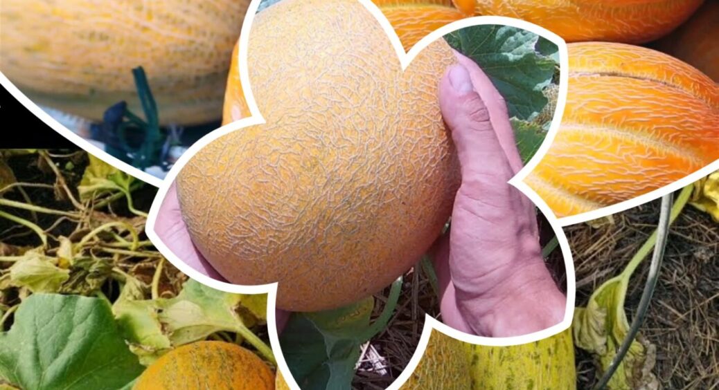 Солодкі-солодкі та великі: ці 2 секрети про дині розкрив мені одесит – все так просто! 