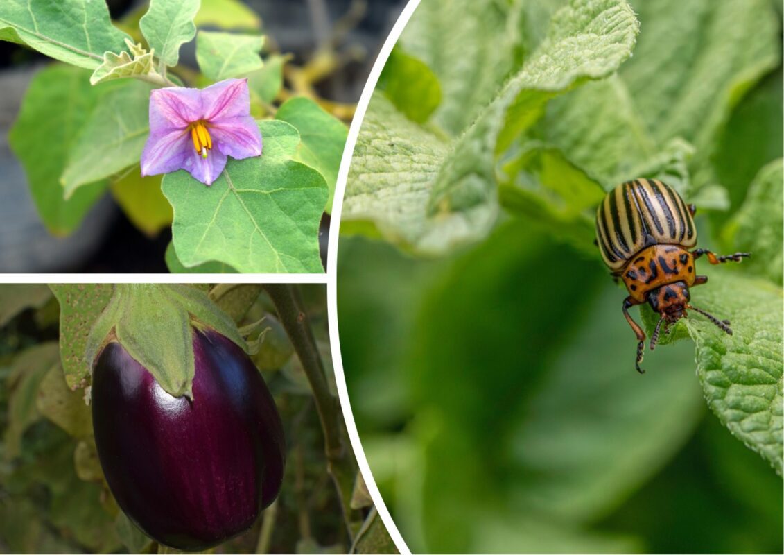 Експерт розповів, як боротися з колорадським жуком на городі