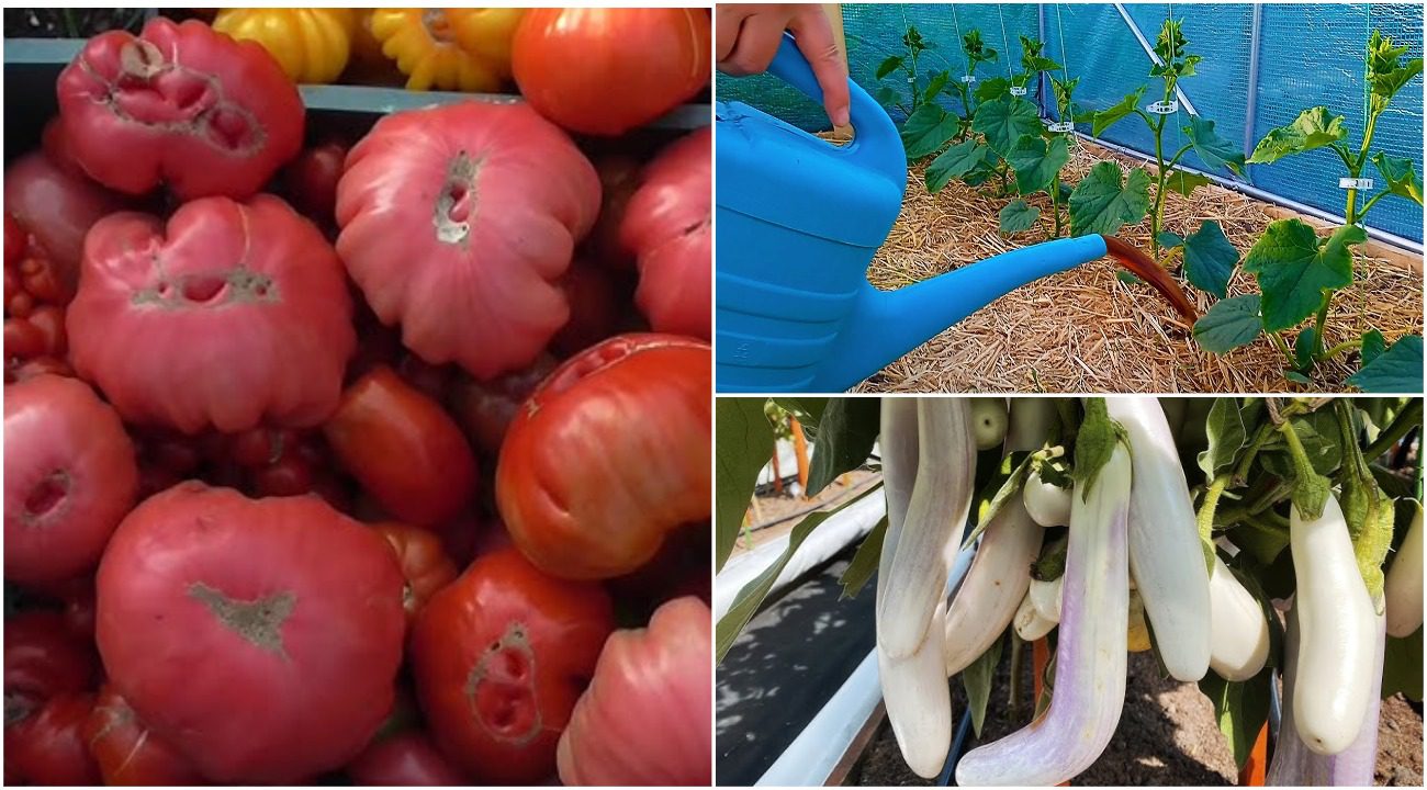 Експерти розповіли, як врятувати урожай на городі після червневих холодів