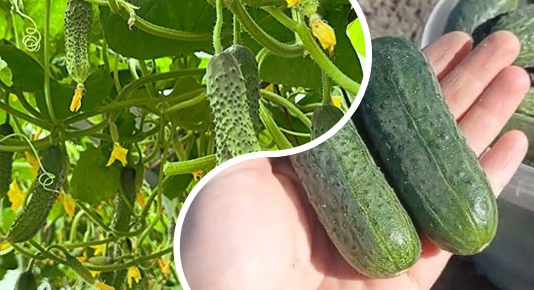 Огірки зав’януть, якщо ігнорувати ці 3 ознаки: як врятувати огіркову грядку за 1 день 