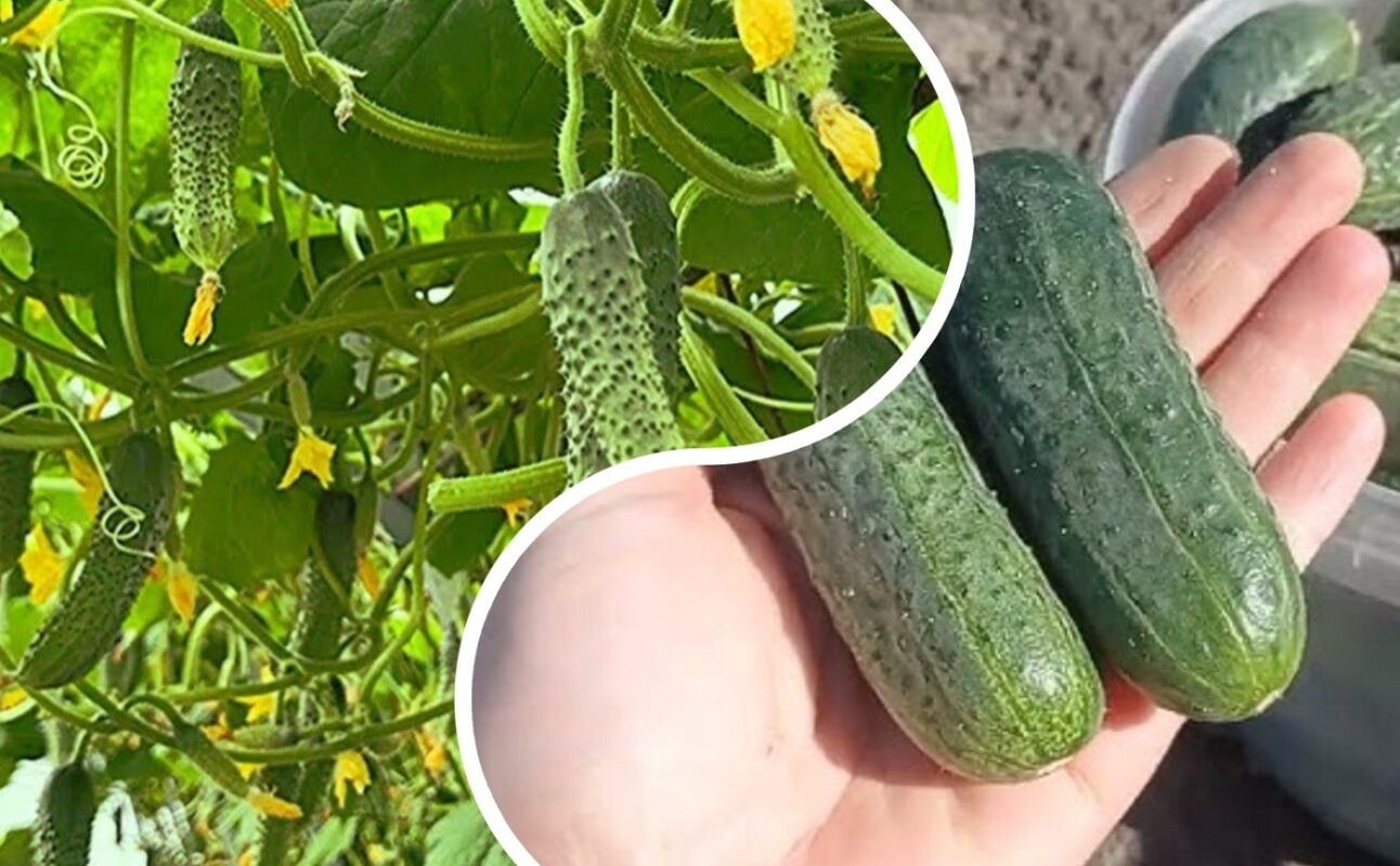 Садівники пояснили, які 3 ознаки на огірках не варто ігнорувати
