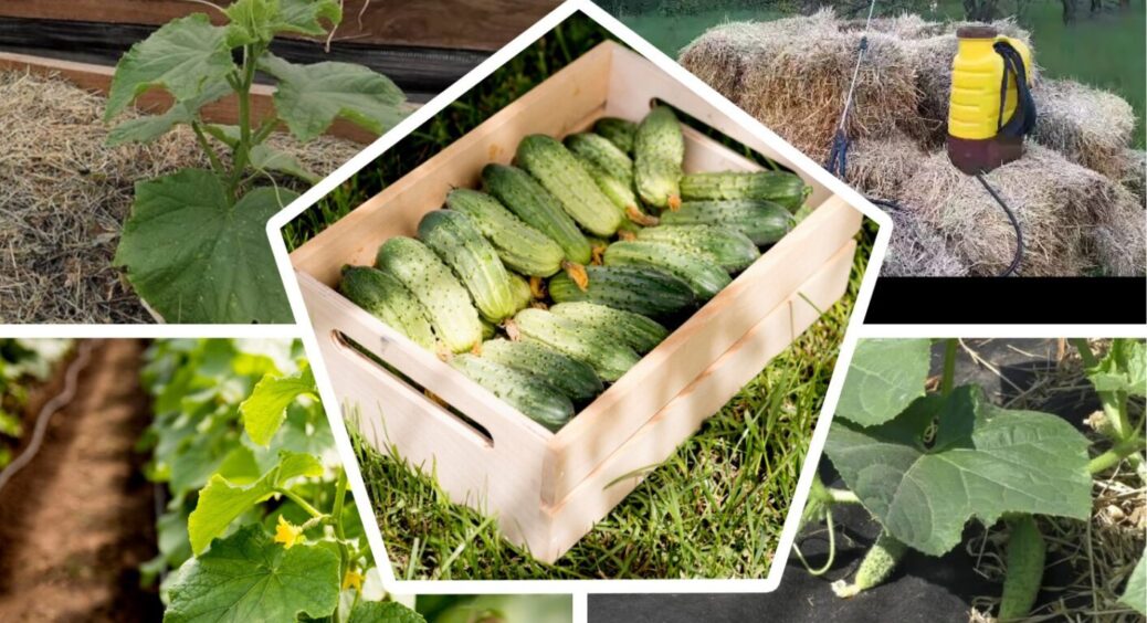 Землю під огірками не чіпайте: 1 причина, чому НЕ МОЖНА рихлити ґрунт під кущами зеленців 