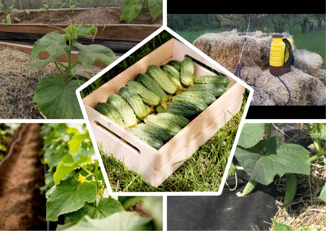 Чому не можна розпушувати землю на грядках з огірками