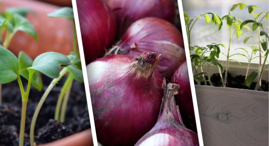 Добриво з цибулевого лушпиння робить дива чи завдає шкоди? 1 несподівана відповідь 