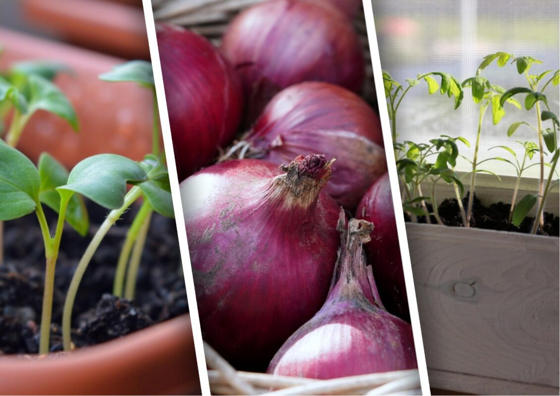 Чим корисне для городніх рослин лушпиння цибулі