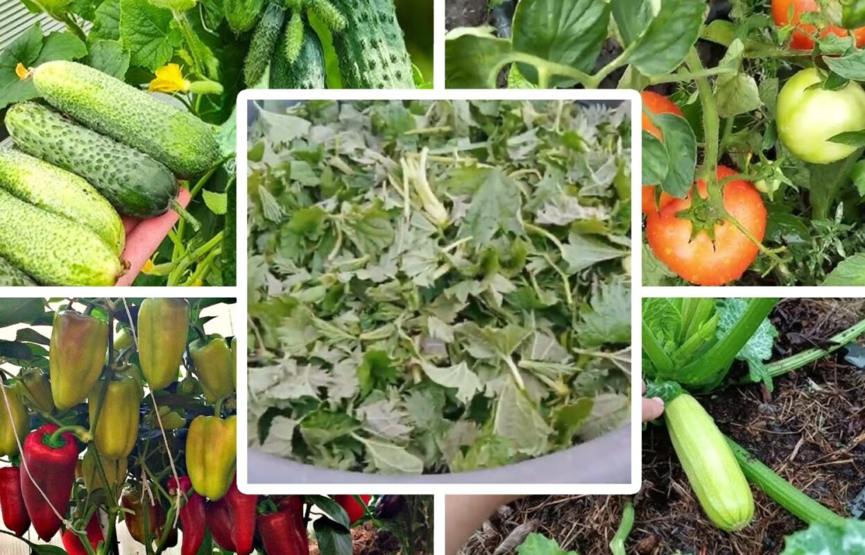 Експерти розповіли, з якого бур'яну можна приготувати цінне добриво для городу