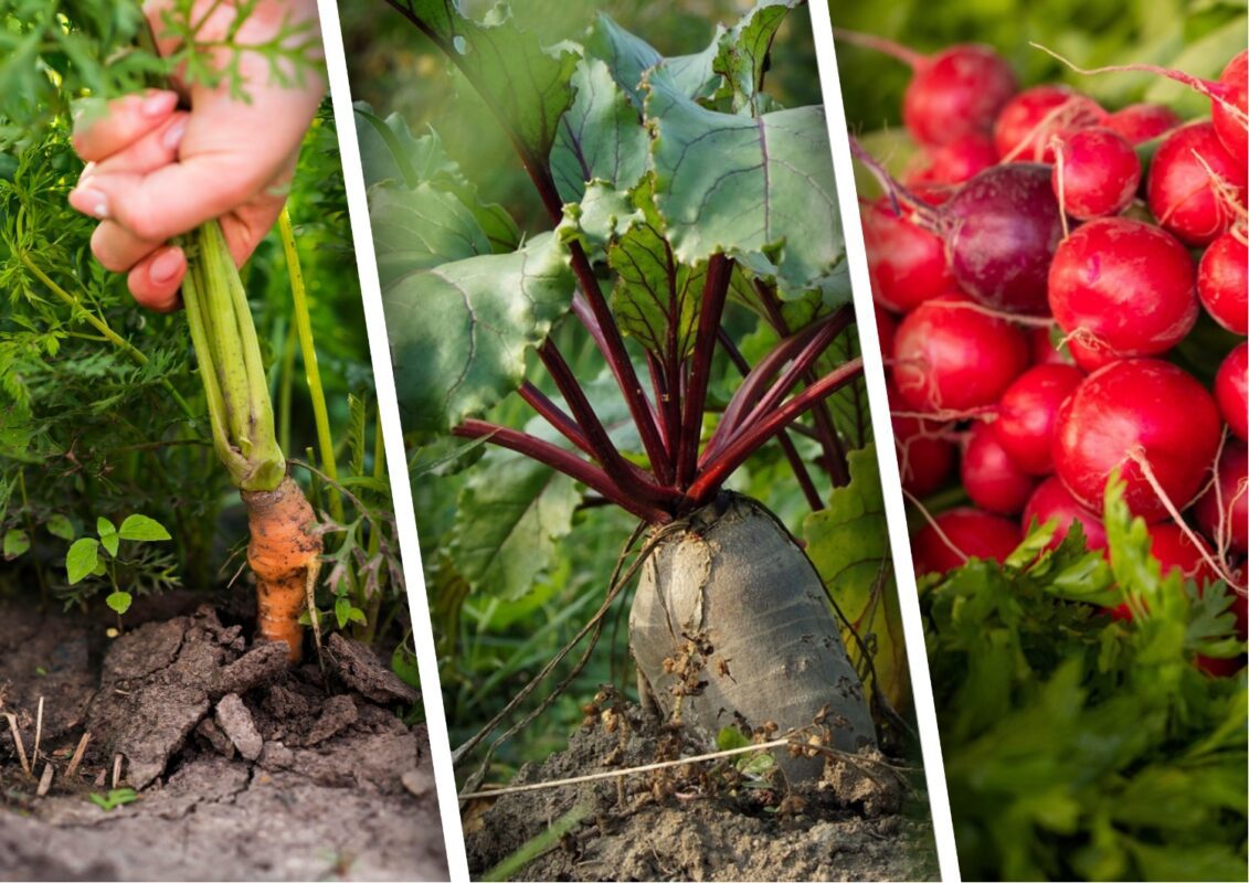 Які 3 рослини посадити в липні на городі