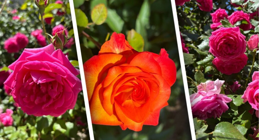На Київщині особливі кущі троянд – пишні та всипані квітами: а все через правильну обрізку 