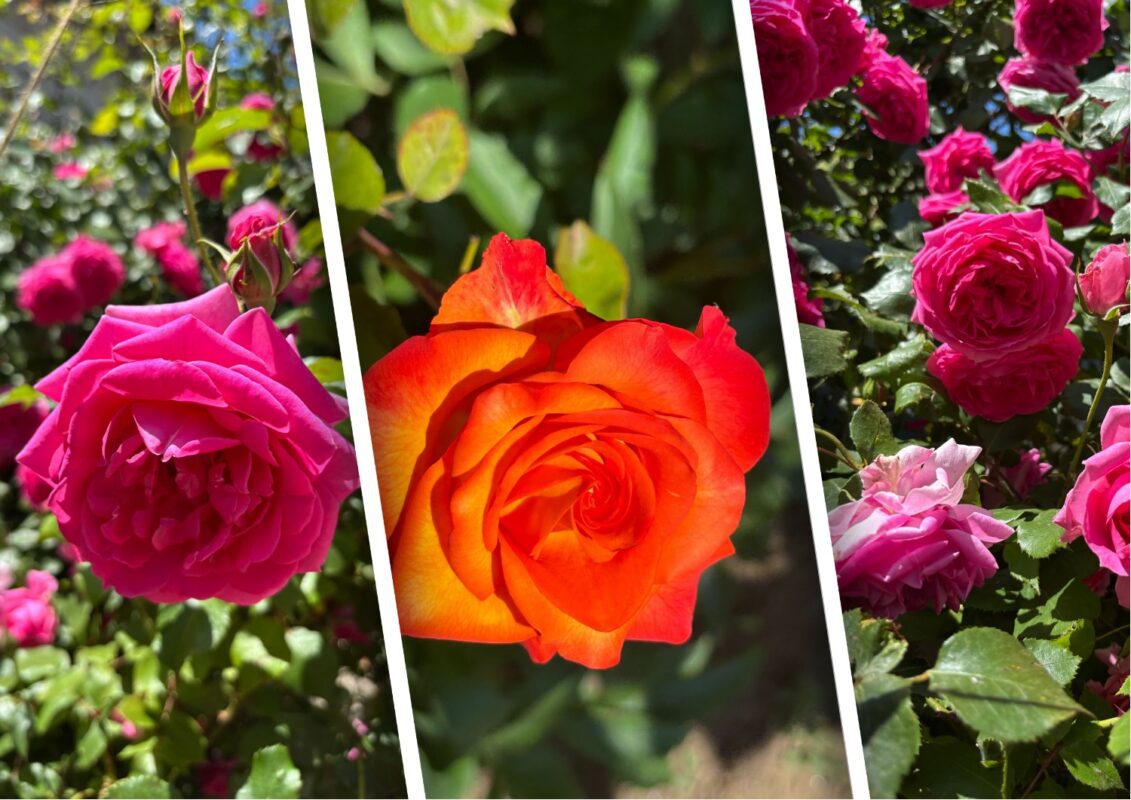 Як правильно обрізати троянди