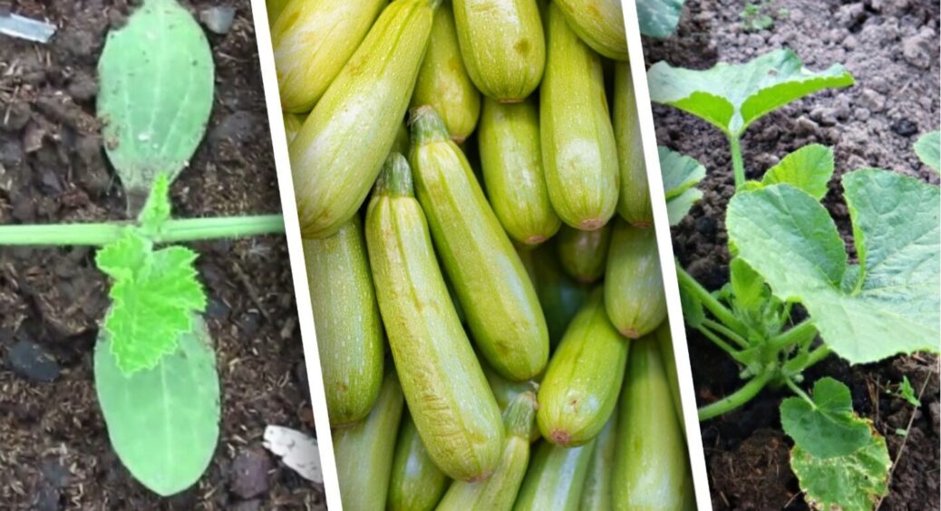 Посадив і забув, а врожай потім нема куди дівати: як виростити кабачки-рекордсмени на ділянці 