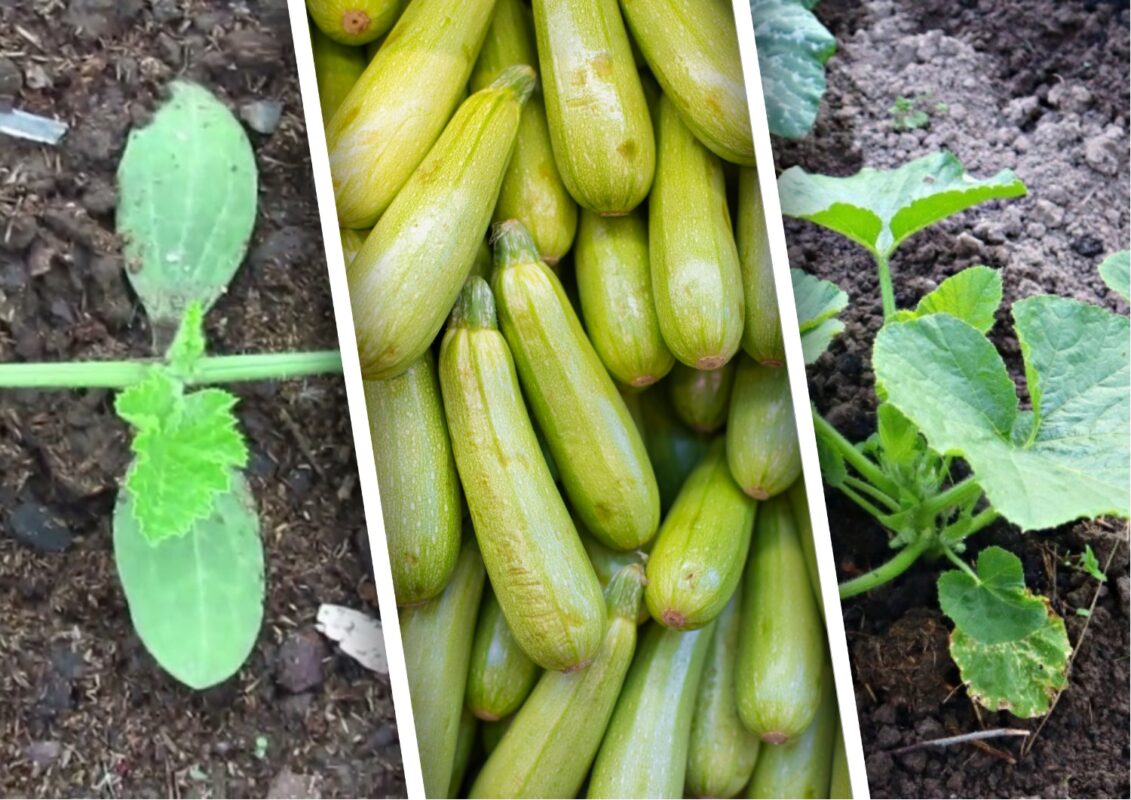 Експерт розповів, які сорти кабачків варто посадити цього року 