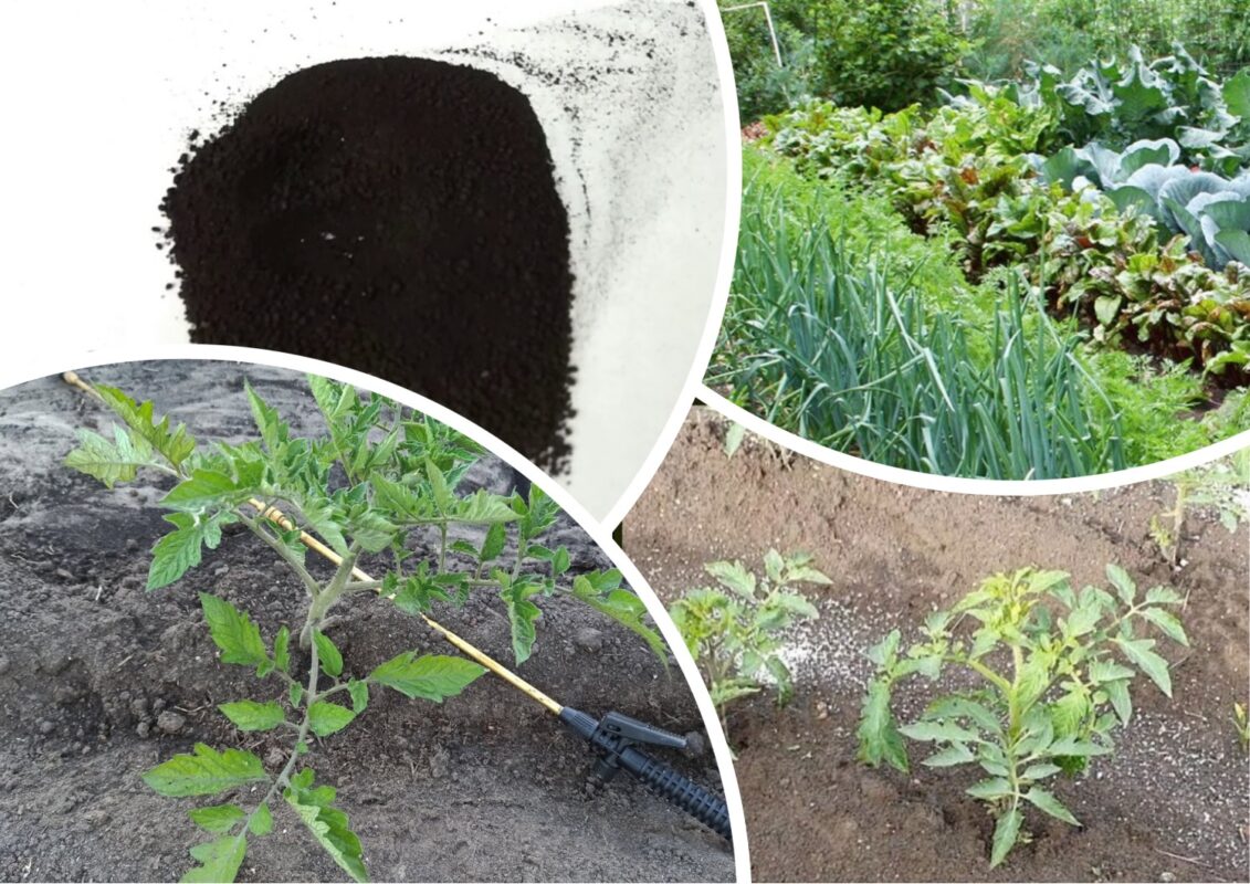 Як гумінові кислоти рятують рослини після затяжних злив