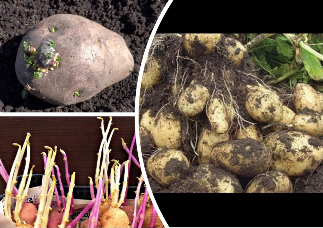 Скільки разів потрібно підгодовувати картоплю