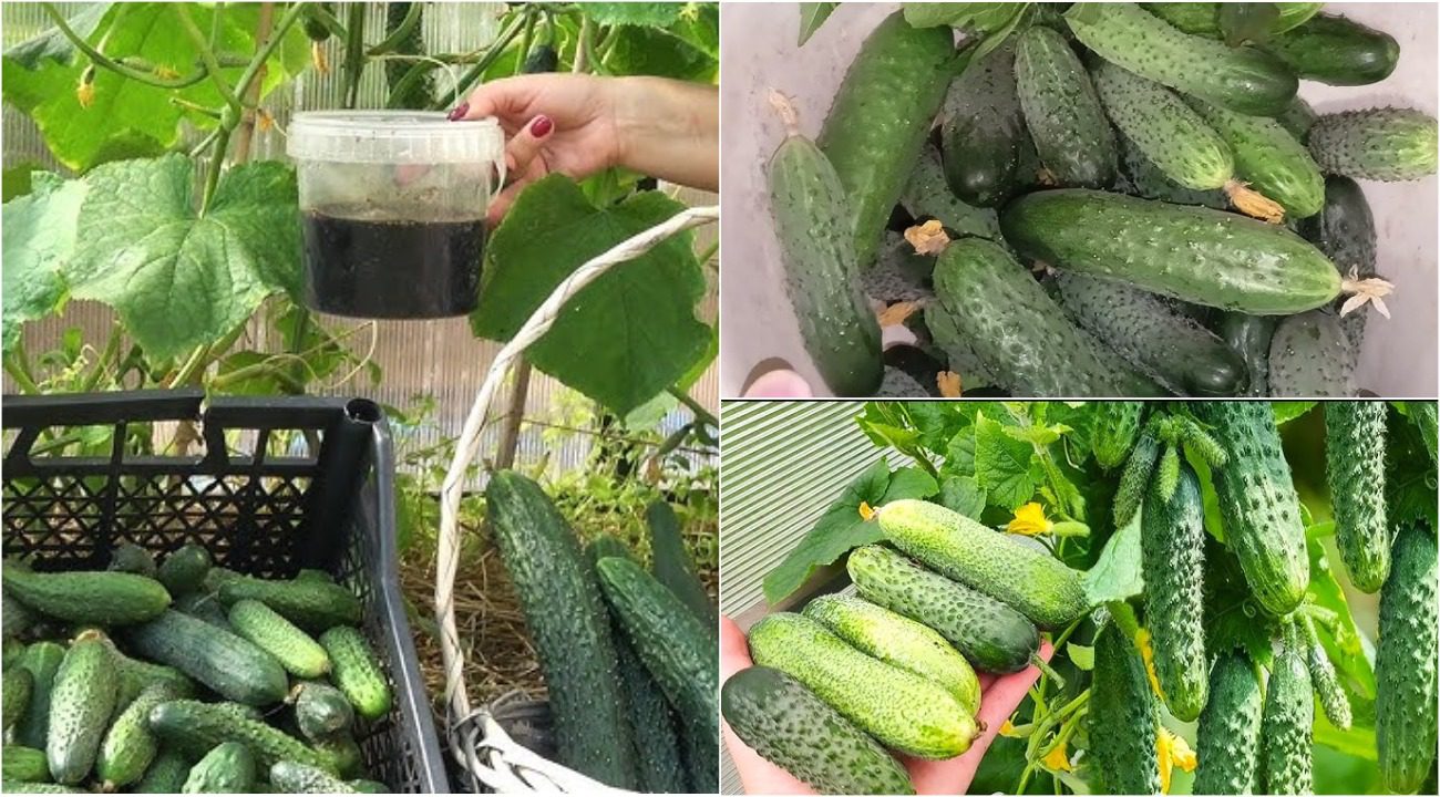 Агрономи розповіли, чим підживити огірки для подовження терміну плодоношення