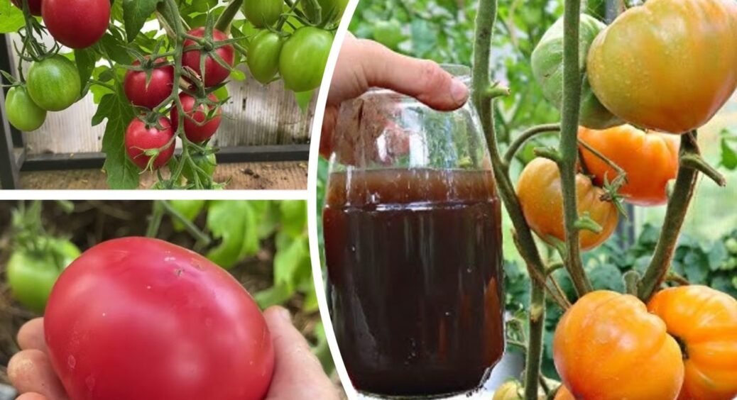 Встигніть до 10 червня: усього 1 хитрий полив – і помідори плодоносять до перших заморозків 