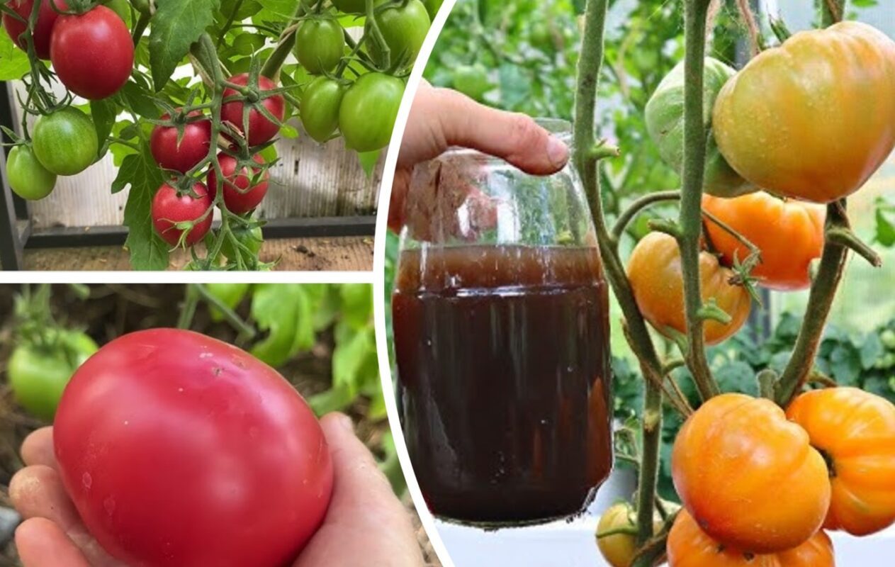 Експерти розповіли, як змусити помідори плодоносити аж до заморозків