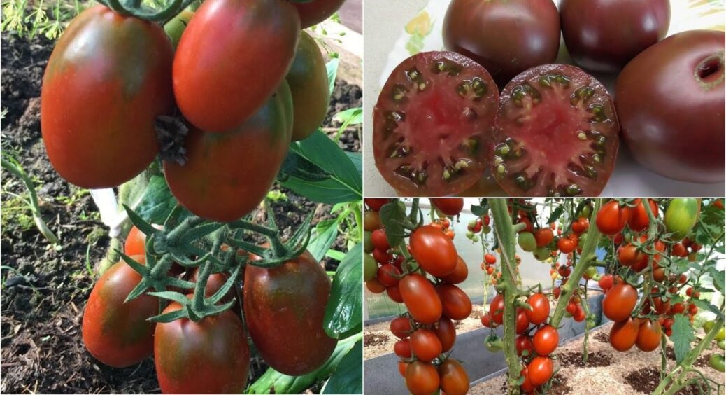 Сорт 2в1 – для томату, маринованих помідорів, свіжих салатів: про цей сорт знають 20% дачників 