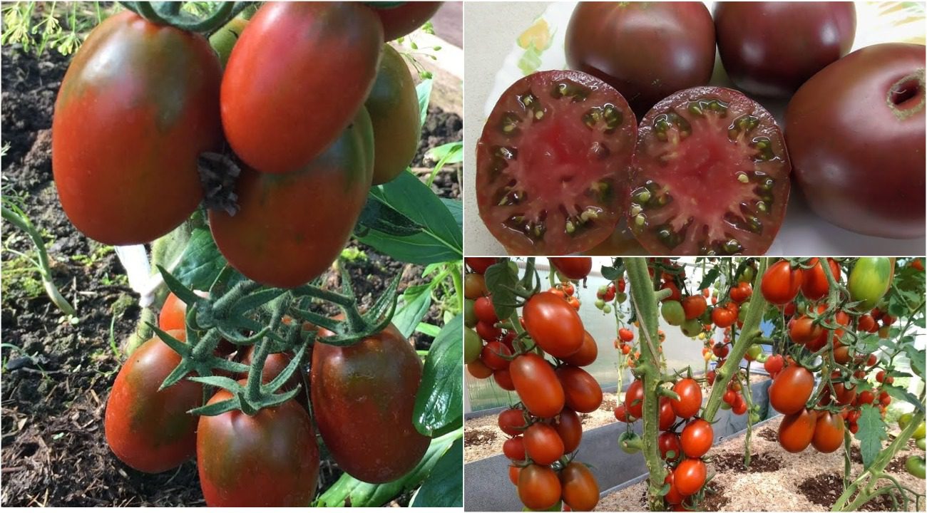 Агрономи назвали 3 найврожайніші сорти помідорів, які родять в Україні