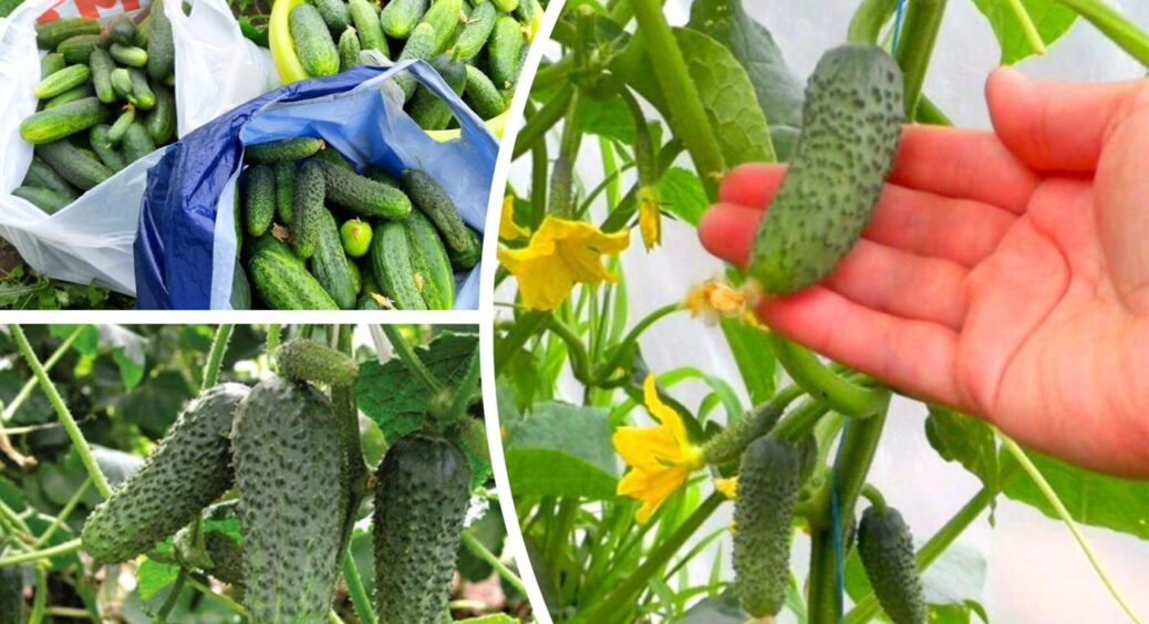 Після цього поливу “чахлі” огірки наливаються за 48 годин і дають зав’язь по 30 штук на кущі 