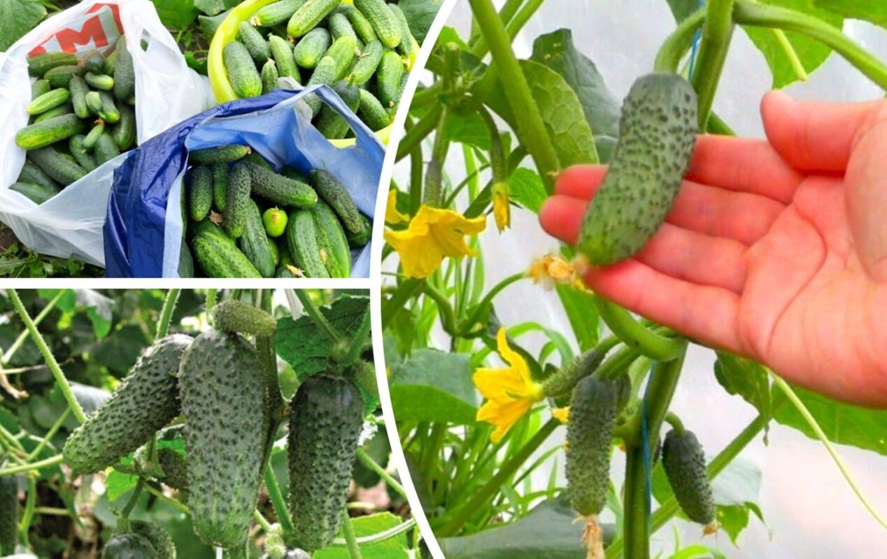 Аграрії назвали 3 сорти огірків, які витримують спеку і дощі