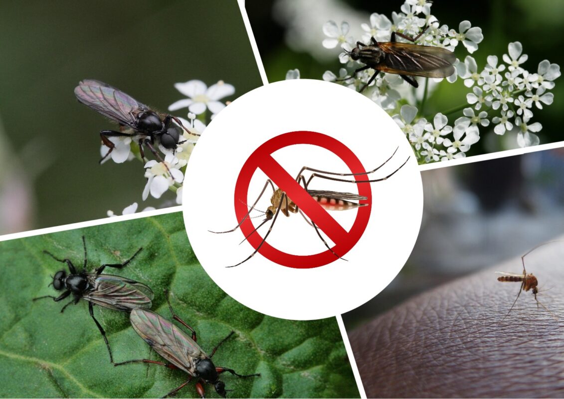 Експерти повідомили про небезпеку від комах на Волині