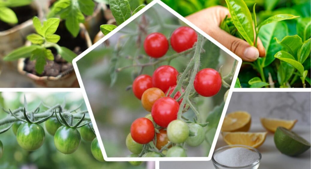 Всього 2 інгредієнти і 1 рух: на Полтавщині вигадали добриво для томатів-рекордсменів у 2025 