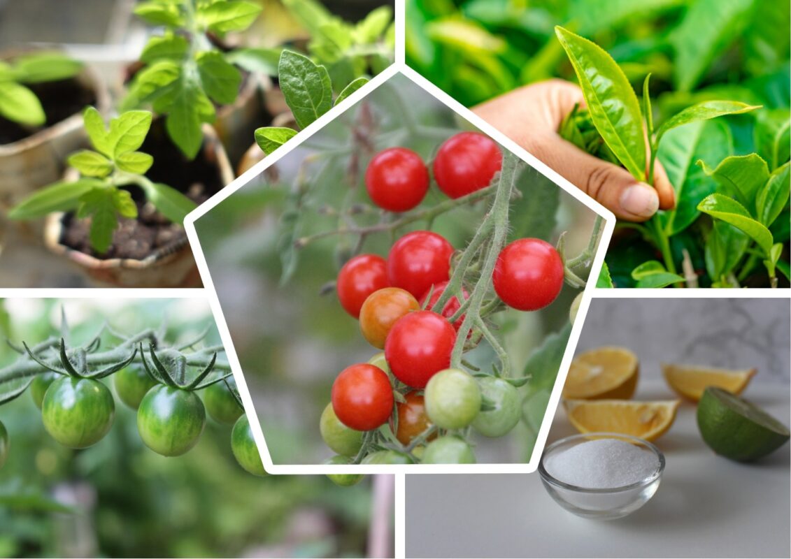 Супер-добриво для томатів від агрономів Полтавщини