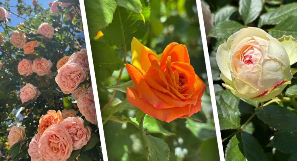 Один невірний крок – і троянди втрачають до 60% бутонів: порада від флористів 