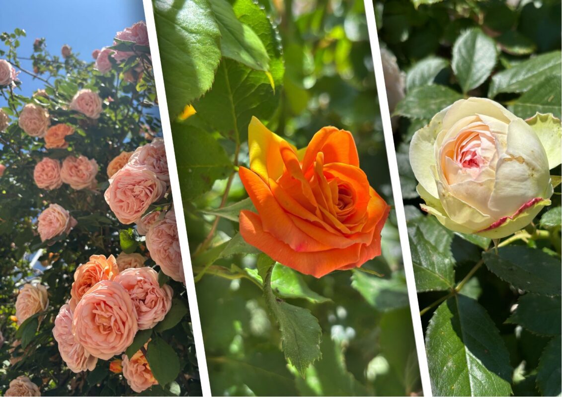 Як правильно обрізати троянди